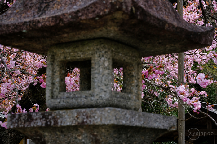 シグマ 富士フイルムXマウント用レンズ3本を使ってみました ／ 京都